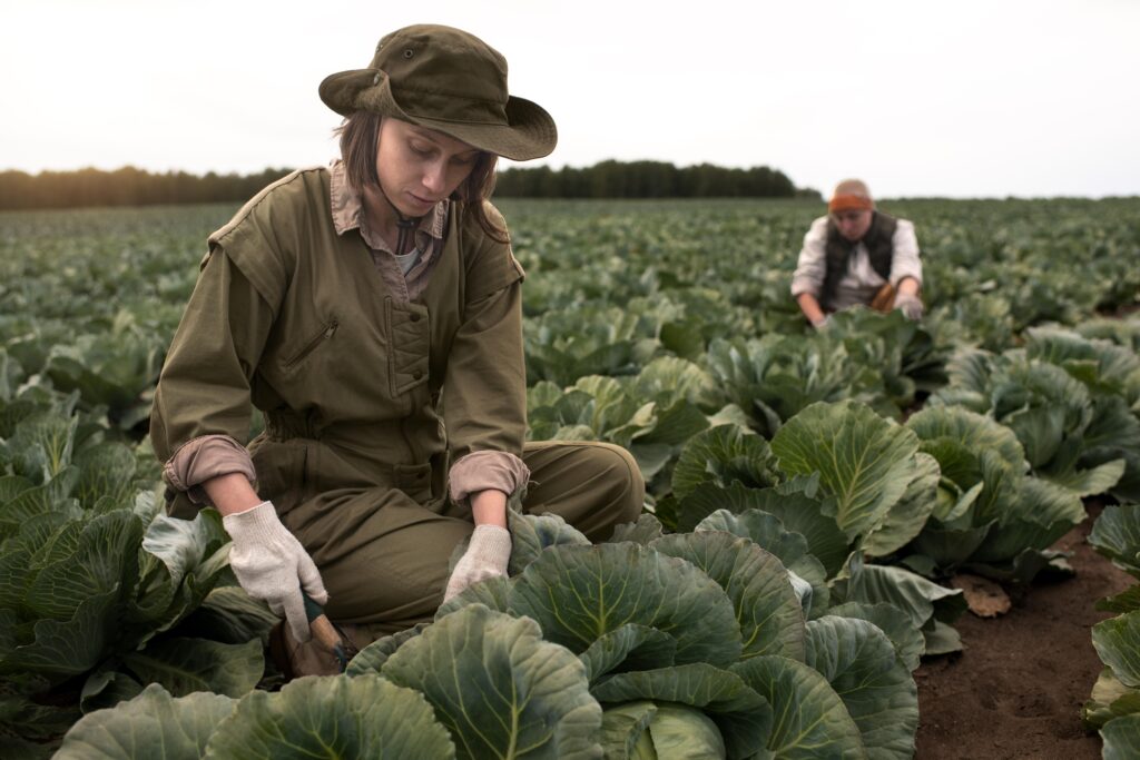 Produtor Rural:Como a Contabilidade Gerencial Pode Maximizar Seus Lucros e Reduzir Desperdícios